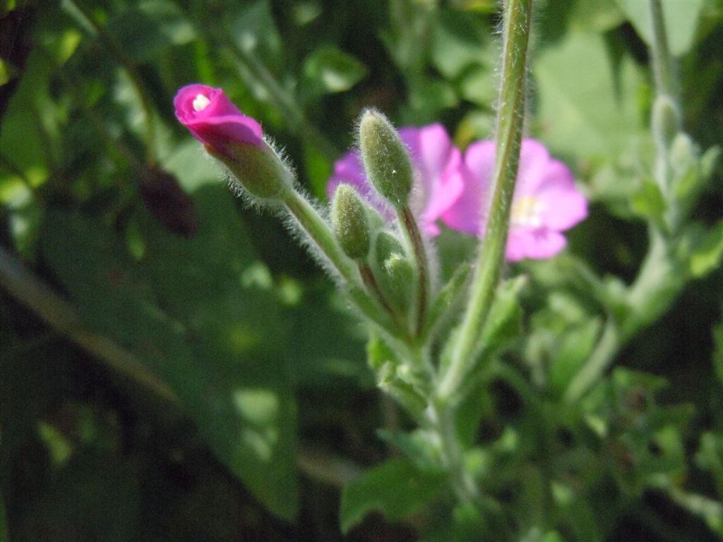 Epilobium hirsutum